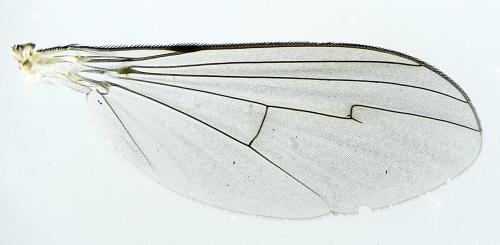 Dolichopus griseipennis